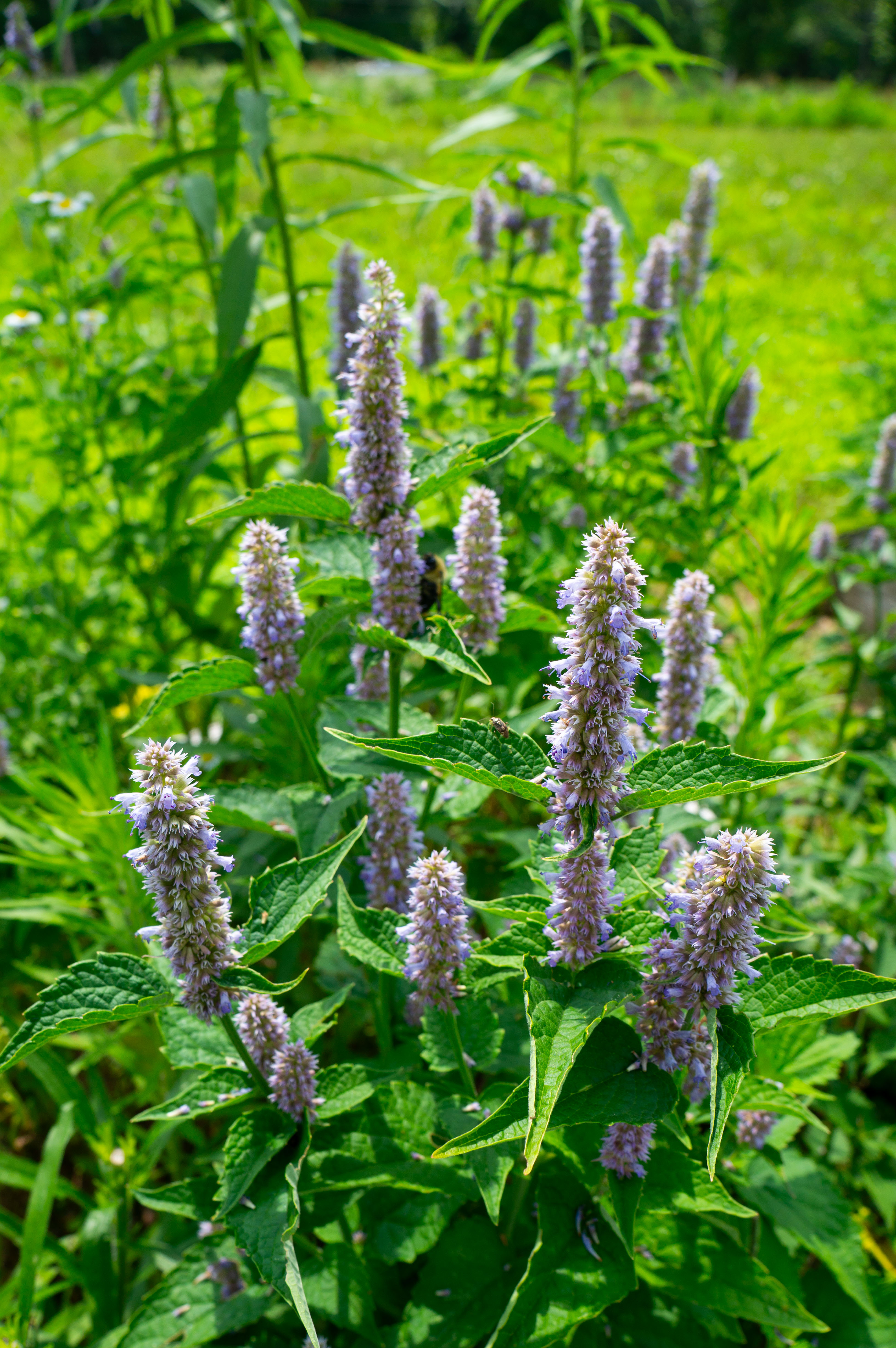 Fresh lavender growing in the field